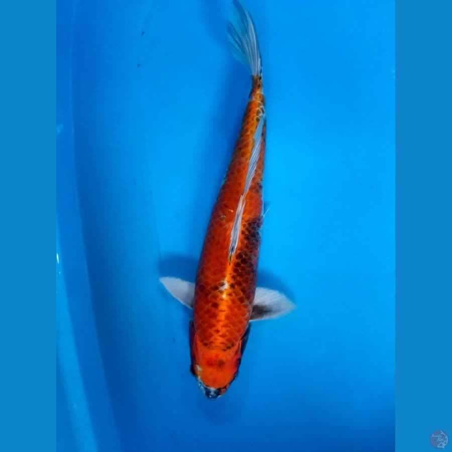 hikari 43 cm