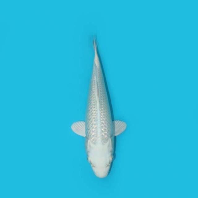 PLATINUM 26 CM