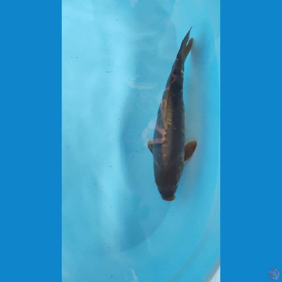 Midori aragoke, 47cm

*Teliti & cermati sebelum melakukan bidding
*Ikan dalam kondisi sehat dan siap kirim
*Harga ikan belum termasuk ongkir & packing
*Dilarang keras BID & RUN
*Konfirmasi pemenang 1x24 jam
*Wajib rekpen atau rekber

Lokasi Blitar
Cp 0858
