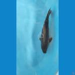 Midori aragoke, 47cm

*Teliti & cermati sebelum melakukan bidding
*Ikan dalam kondisi sehat dan siap kirim
*Harga ikan belum termasuk ongkir & packing
*Dilarang keras BID & RUN
*Konfirmasi pemenang 1x24 jam
*Wajib rekpen atau rekber

Lokasi Blitar
Cp 0858