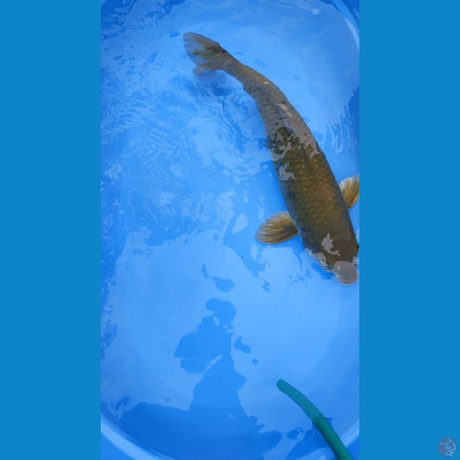 Midori, 57cm

*Teliti & cermati sebelum melakukan bidding
*Ikan dalam kondisi sehat dan siap kirim
*Harga ikan belum termasuk ongkir & packing
*Dilarang keras BID & RUN
*Konfirmasi pemenang 1x24 jam
*Wajib rekpen atau rekber

Lokasi Blitar
Cp 085815920001