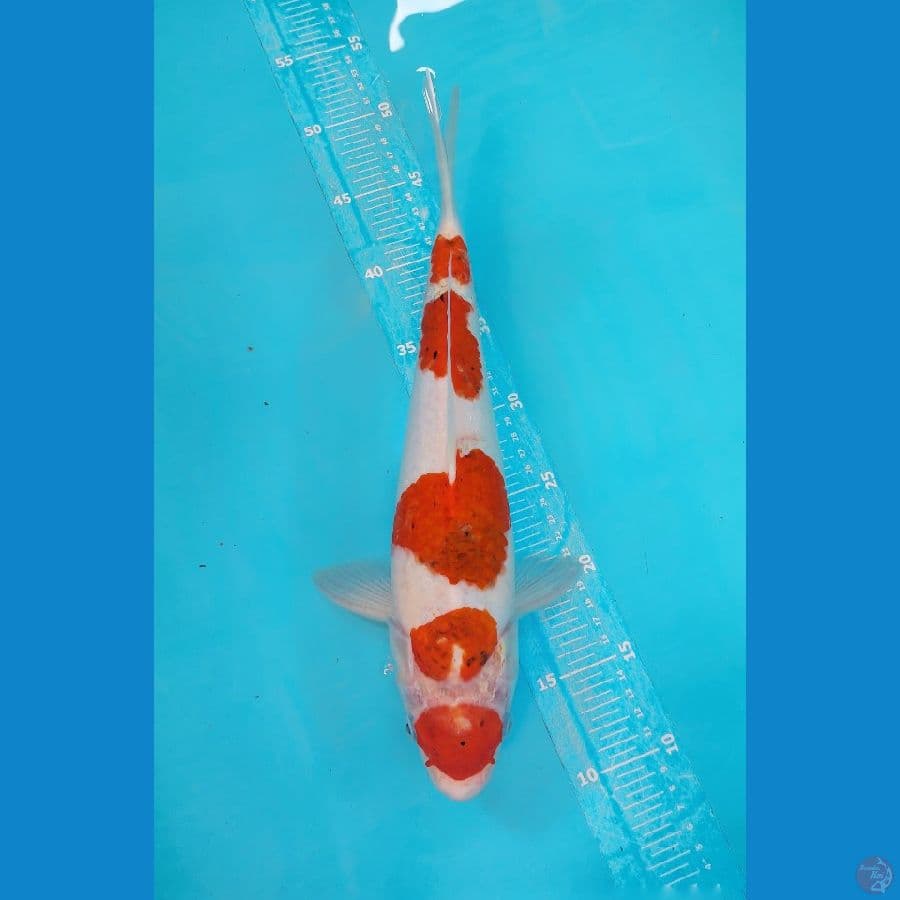 Ai goromo 5 step 36cm Male