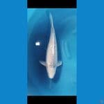 53 cm jumbo