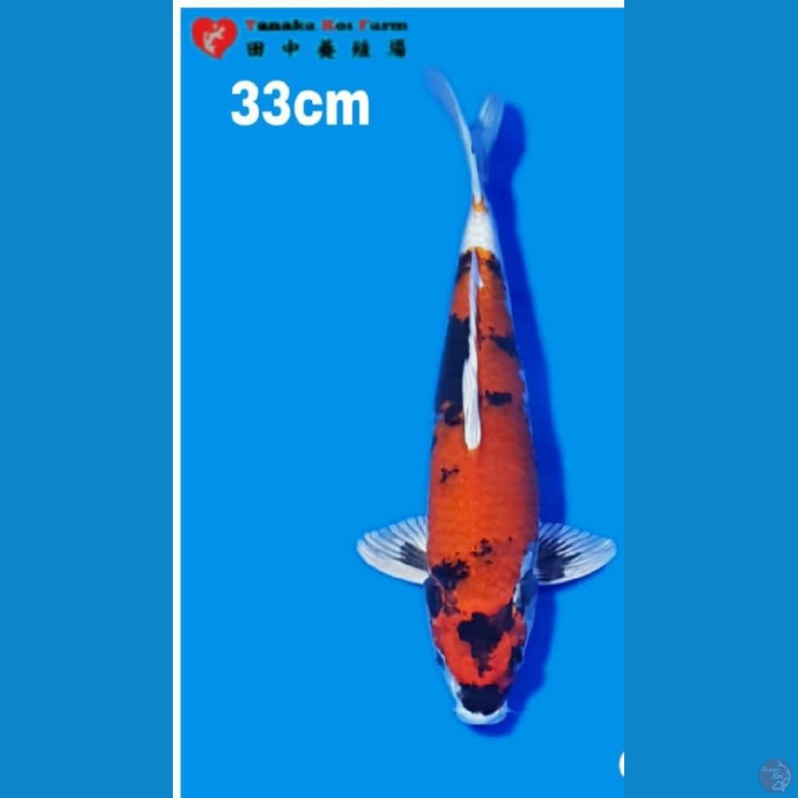 Kin Showa 33cm male import