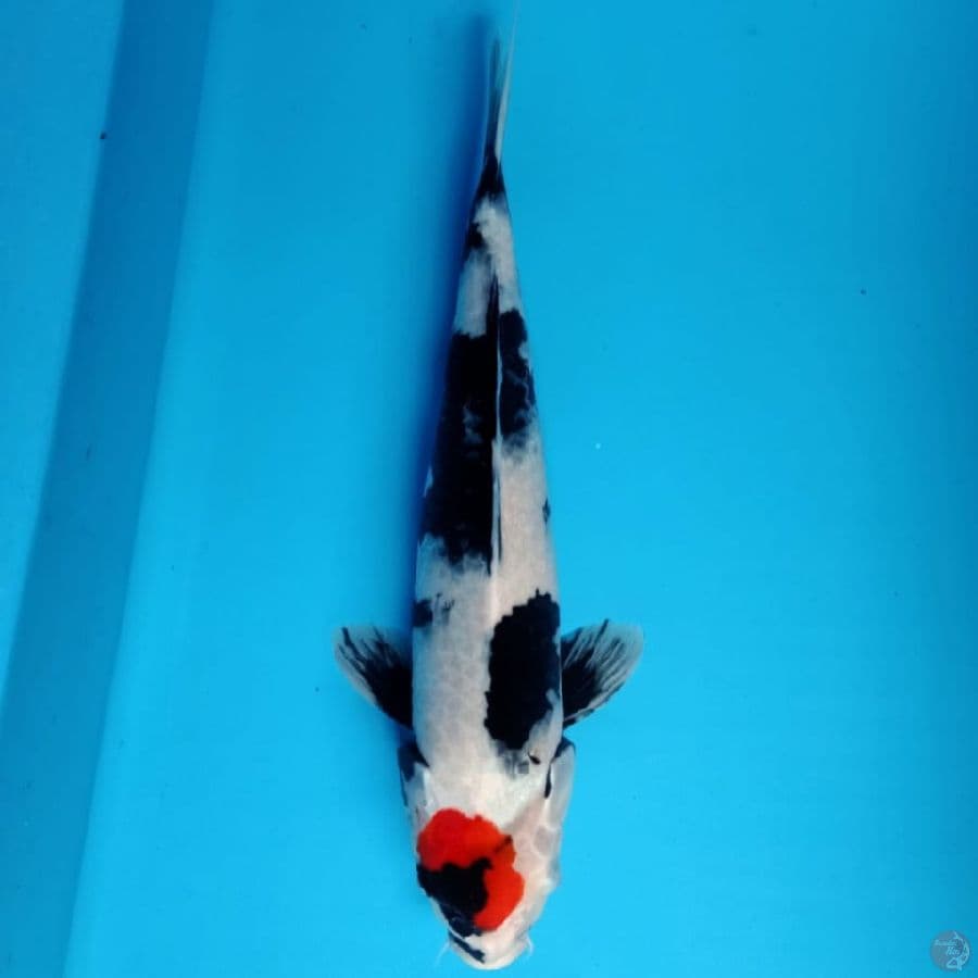 Tancho showa 45cm