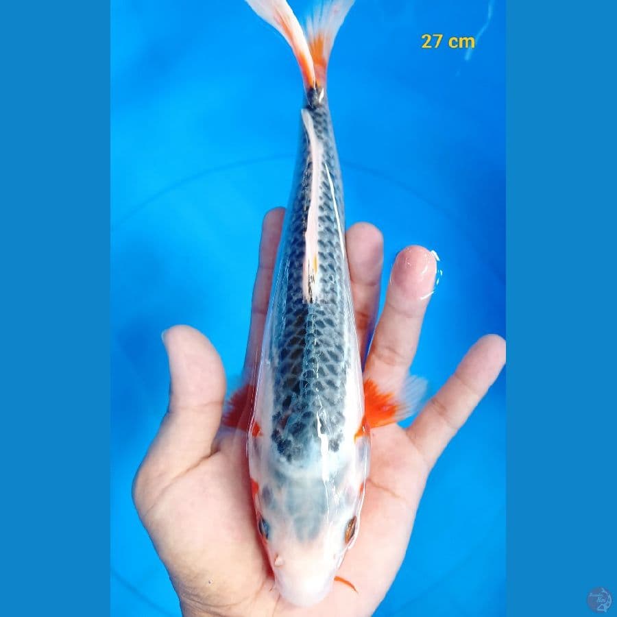 Asagi 27 cm