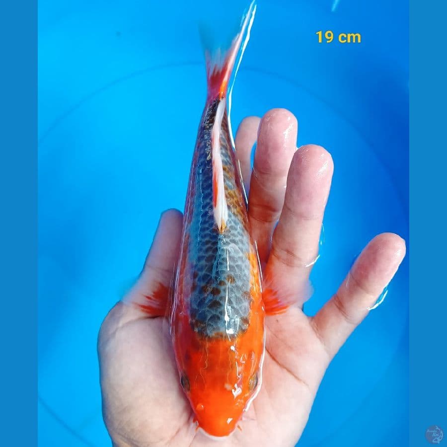 Asagi 19 cm