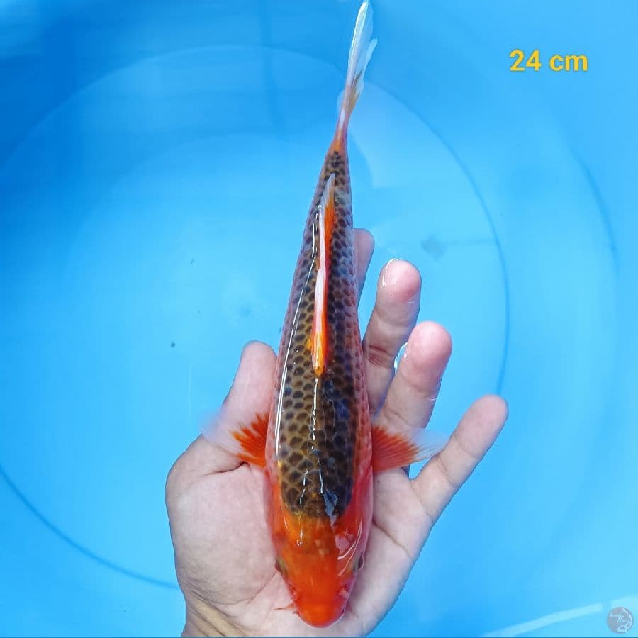 Akamatsuba 24 cm