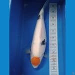 Tc.showa original 48 cm 