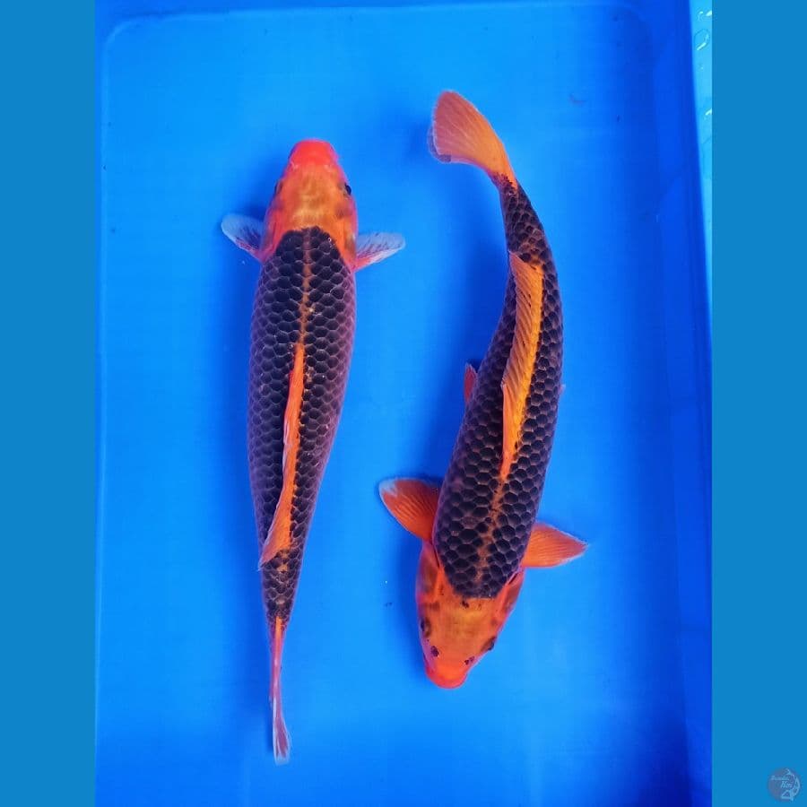 40an cm Akamatsuba jaring bagus
