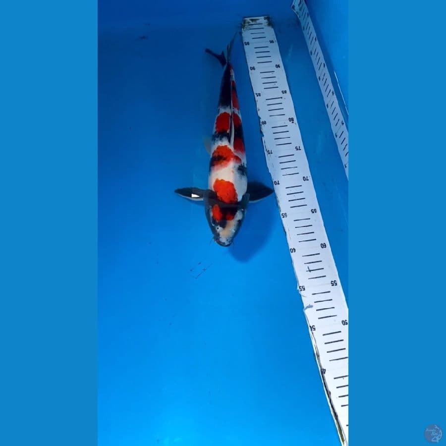 Showa Sanshoku Strong 41cm/M