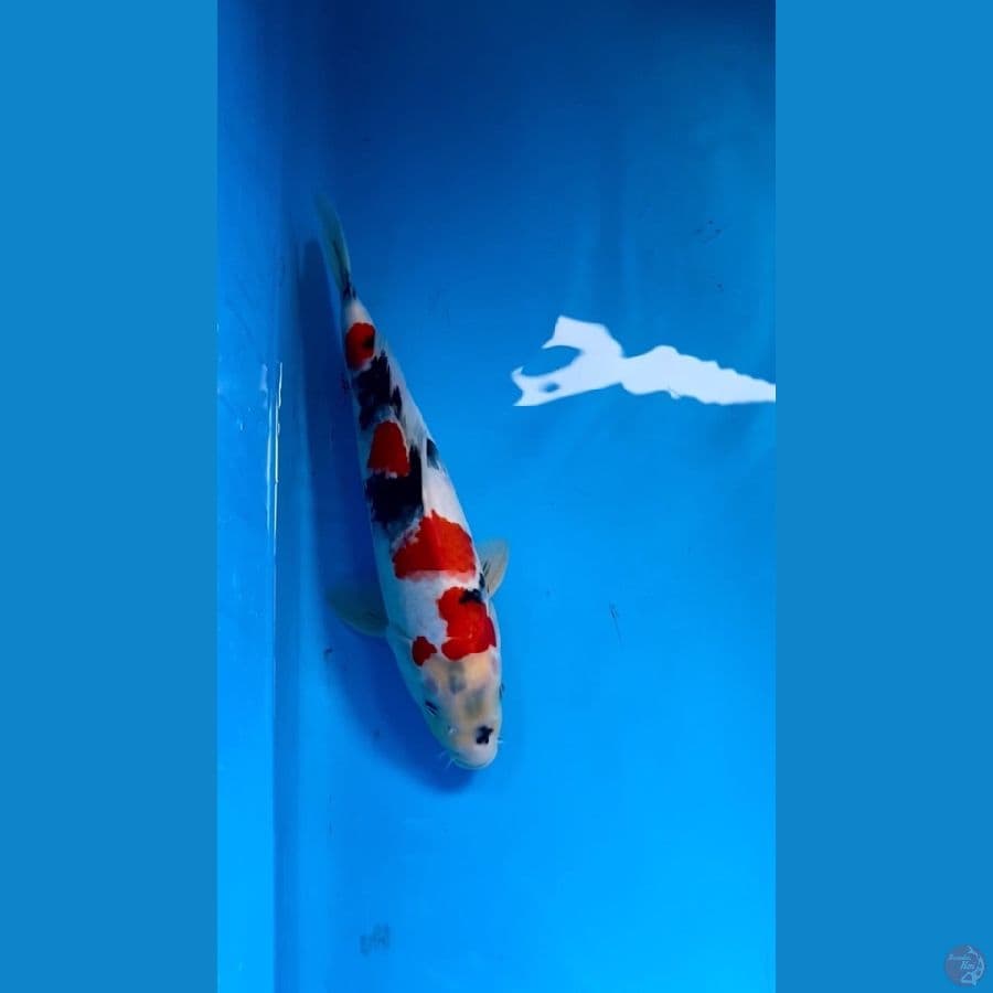 Kinday Showa Strong 41cm/M