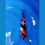 showa sanshoku female 34 cm