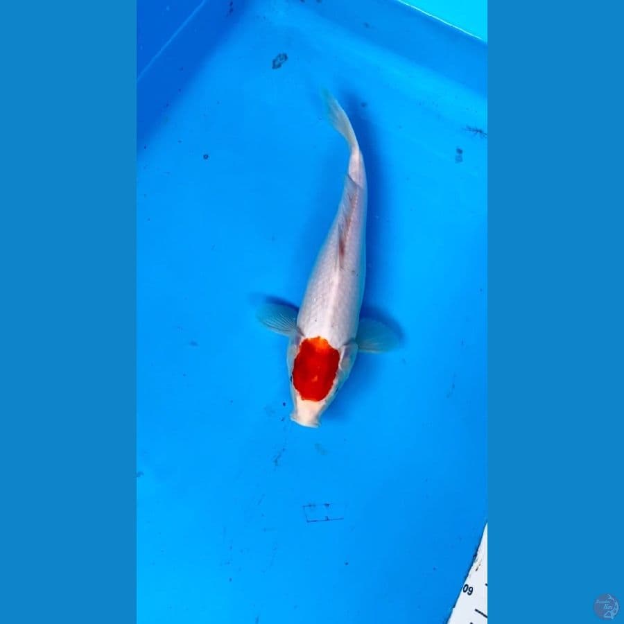 Tancho Kohaku 35cm/Fm