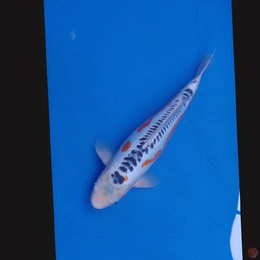 Koi Import Jepang Shusui (Sertifikat Yamaju) 46cm