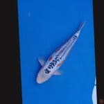 Koi Import Jepang Shusui (Sertifikat Yamaju) 46cm