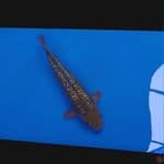 Koi Import Jepang Ginrin Chagoi (Sertifikat Dainichi) 47cm Male