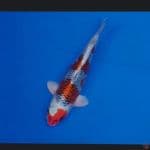 Koi Import Jepang Kujaku (Sertifikat Saito) 38cm Show Quality 