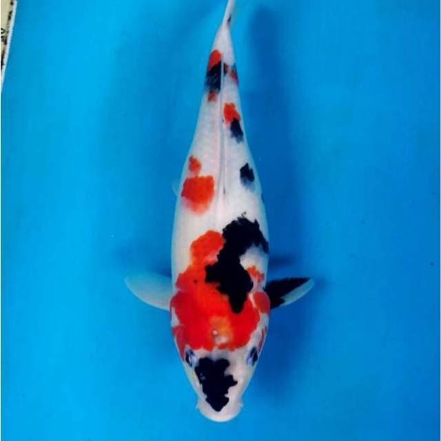 Kindai Showa, bulky, 40 cm