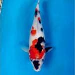 Kindai Showa, bulky, 40 cm