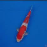 Koi Import Jepang Kohaku (Sertifikat Hoshikin) 37cm Super 