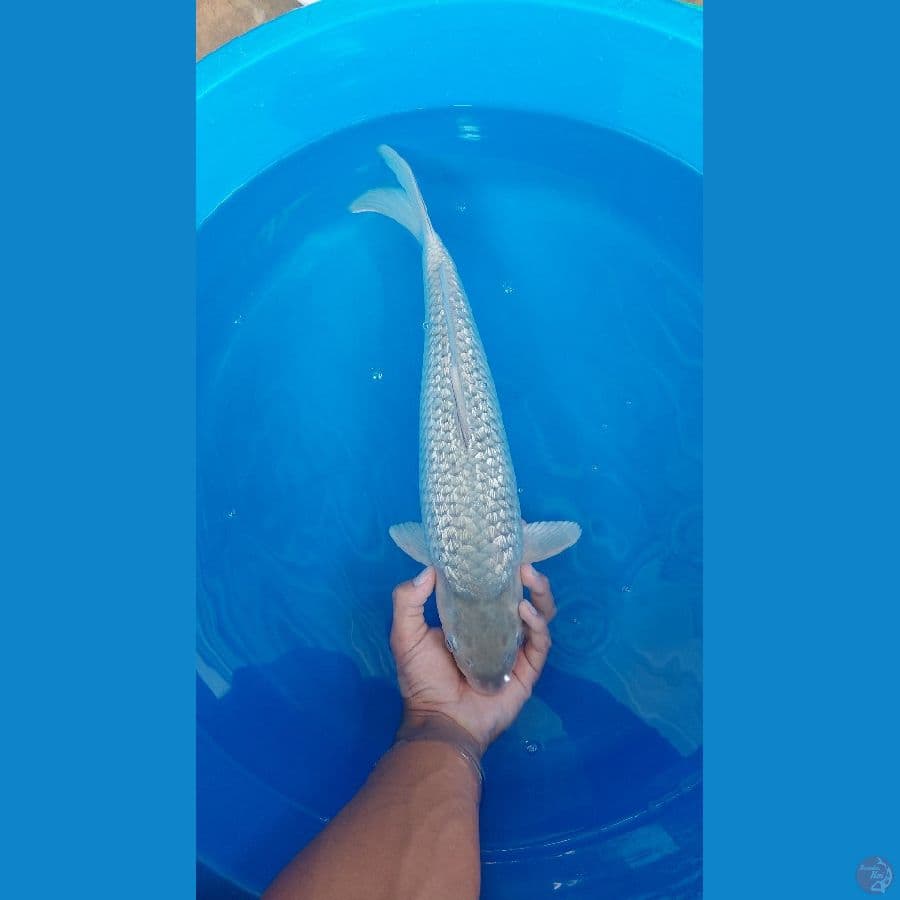 breed Bima 47cm Male
