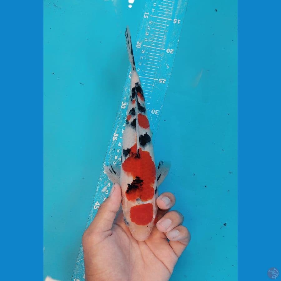 Sanke 30cm Jantan strong