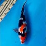 Showa Showangar 38 cm