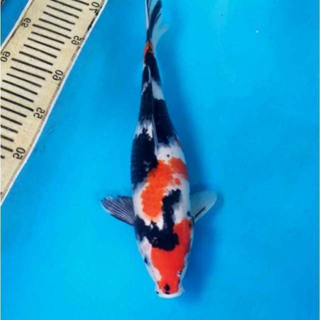 Showa Showangar 38 cm