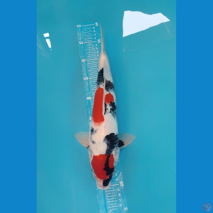 showa 37cm Male