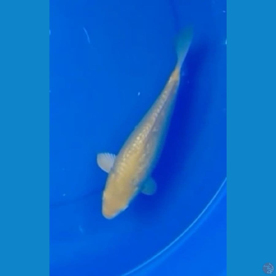 Bahan Keeping Karashi Ginrin 28 cm Breed Bima 