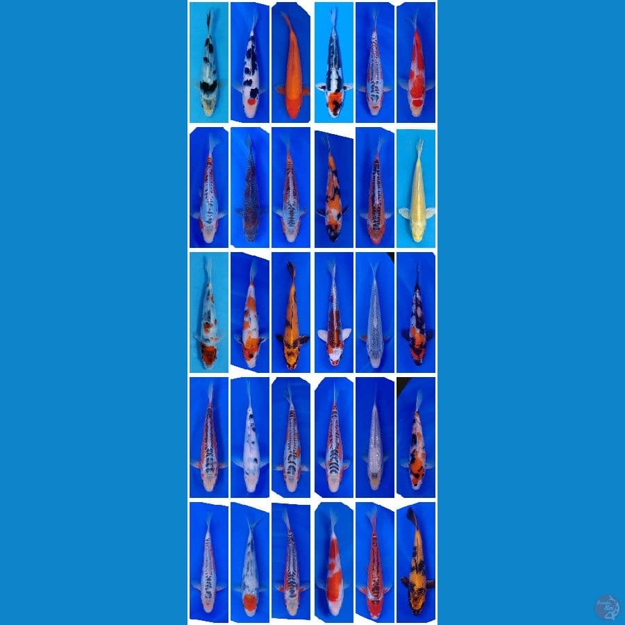 Koi Import Jepang (Mix Breeder Certified) Paket 30 Ekor Bonus 2 Ekor