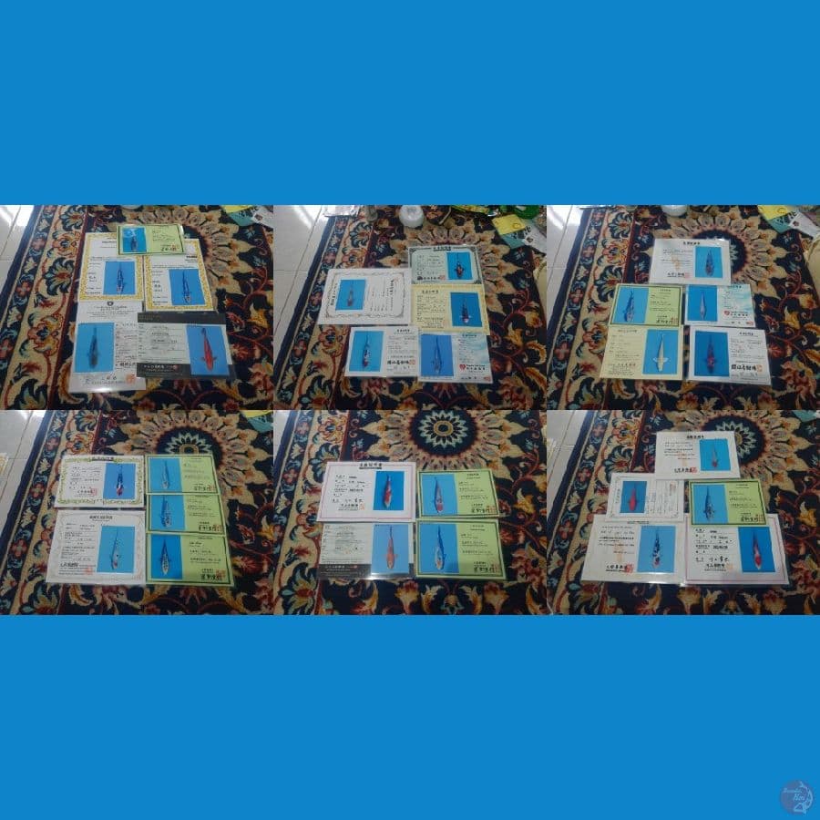 Koi Import Jepang (Mix Breeder Certified) Paket 30 Ekor Bonus 2 Ekor