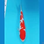 kohaku doitsu 26 bu