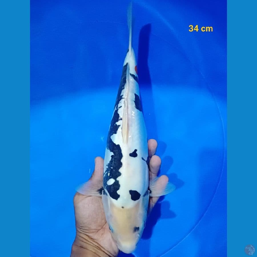 Doitsu murni 34 cm