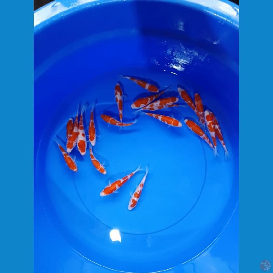 11-15 cm 20 ekor
