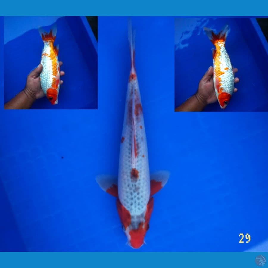 Asagi 29 cm