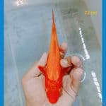RED K 22 ceem