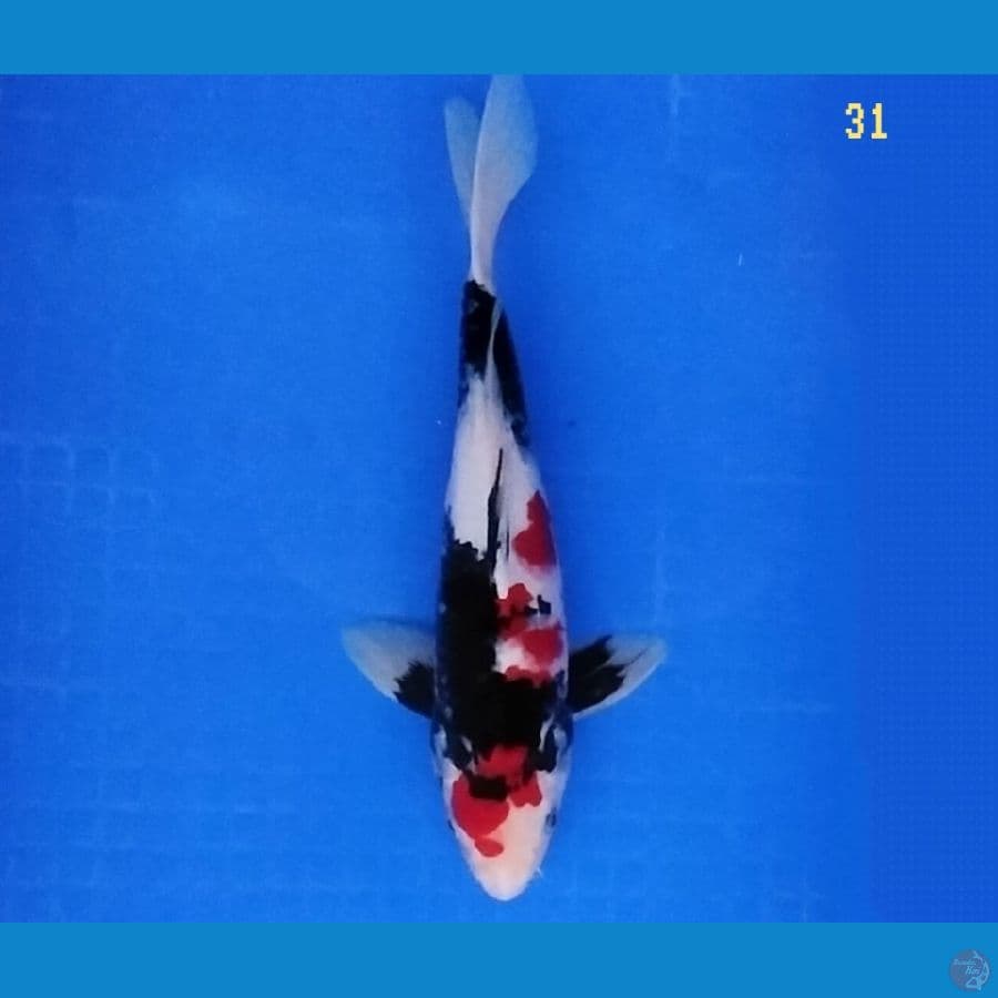 Showa 31 cm