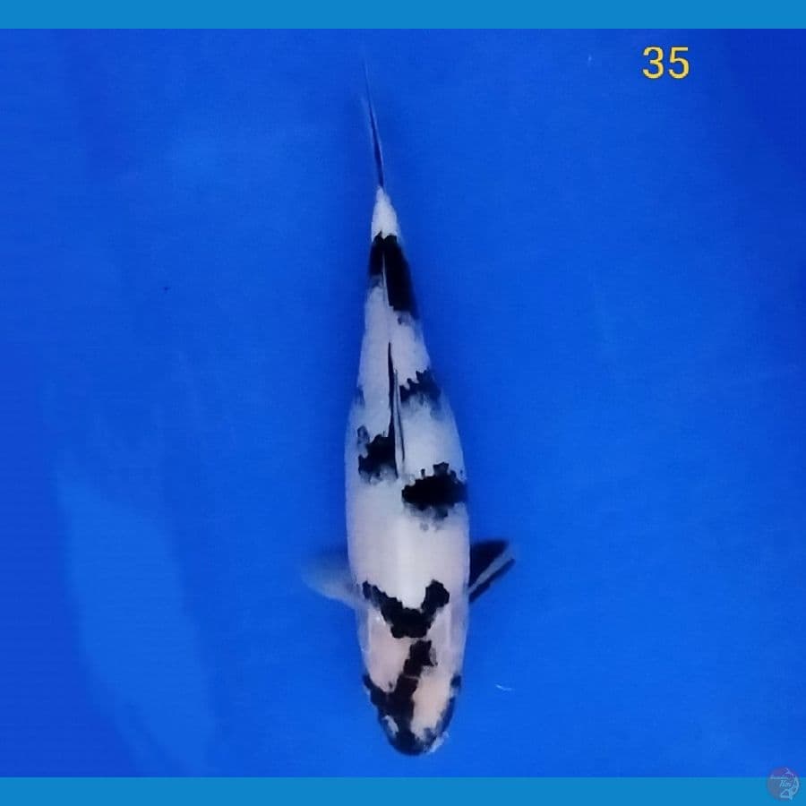 Shiro Kaminari 35 cm