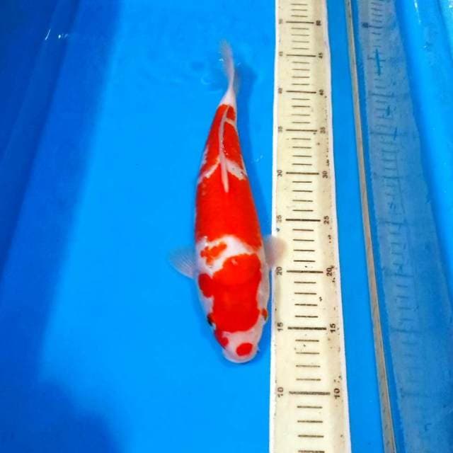 Kohaku calon jumbo 