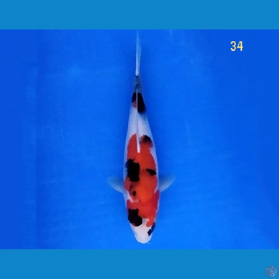 Showa 34 cm