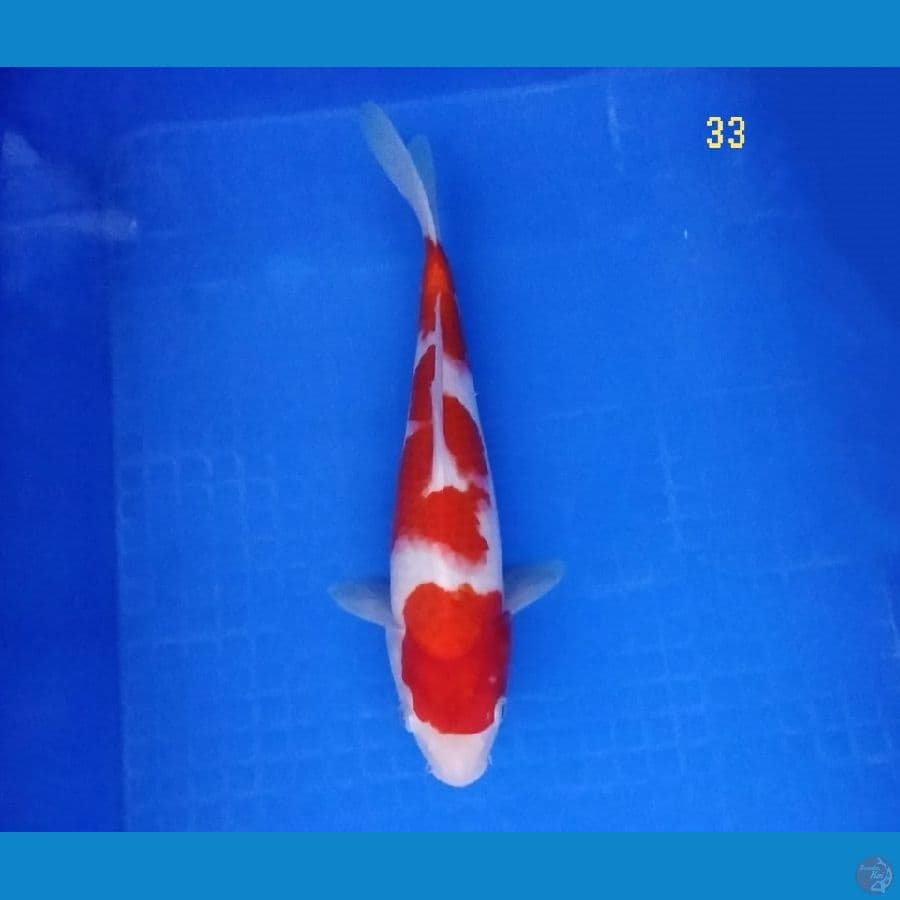 kohaku strong 33 cm