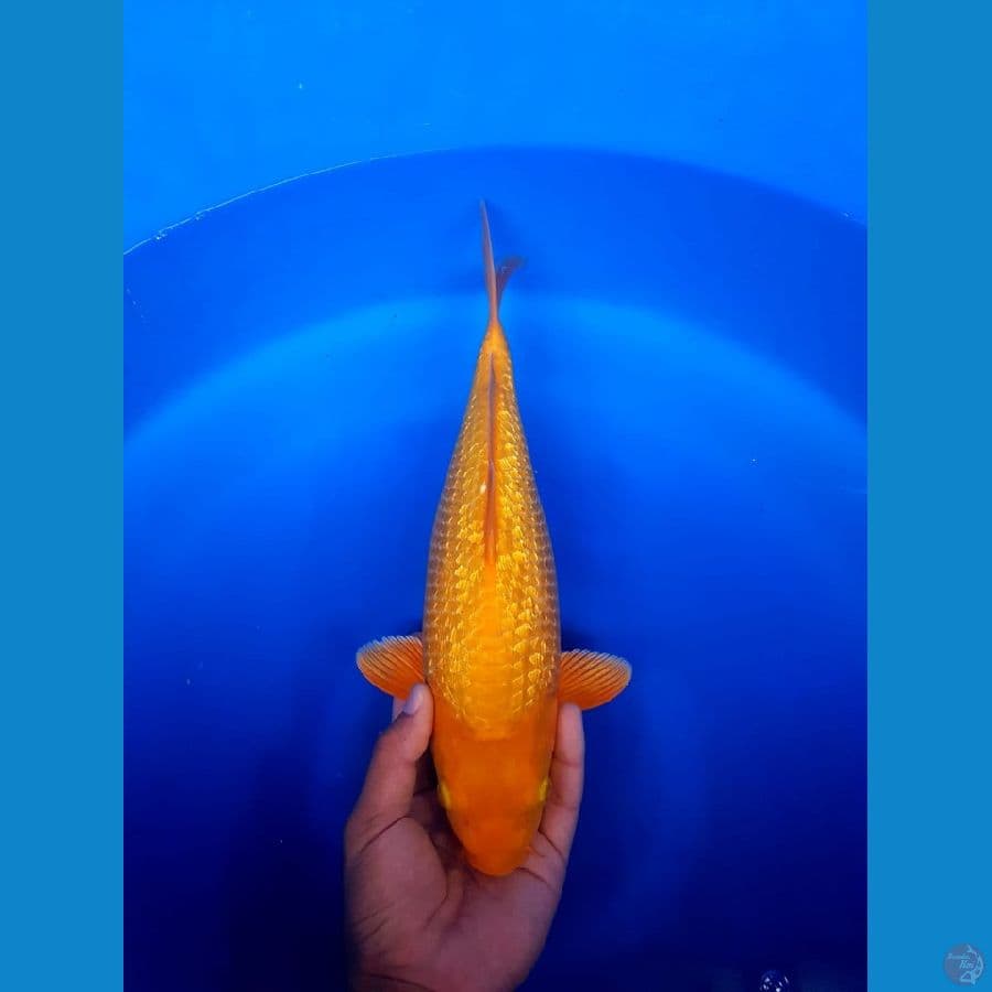 Karamel fuull ginrin 35cm SQ