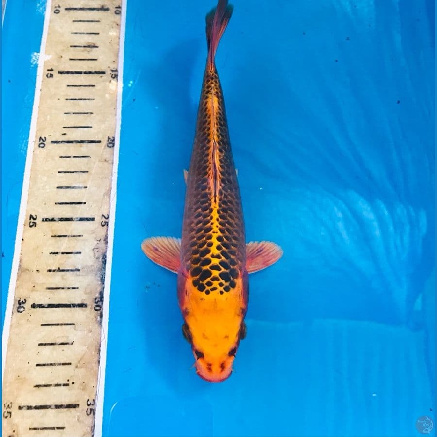 kin matsuba 23cm