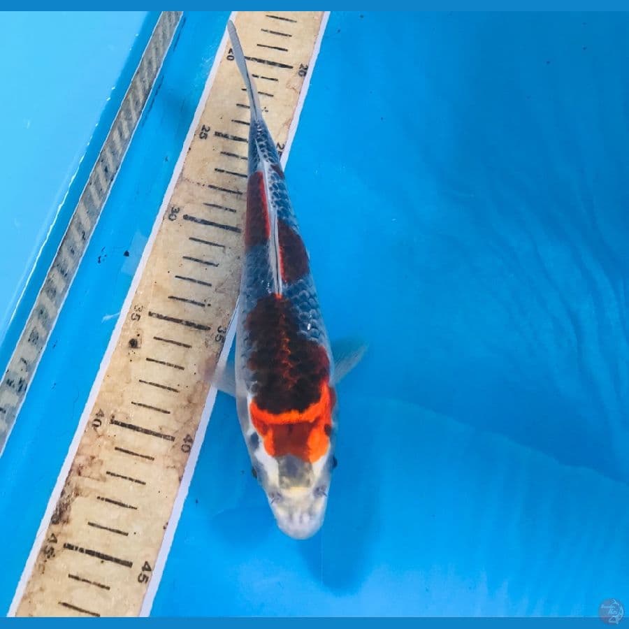 goshiki 20cm
