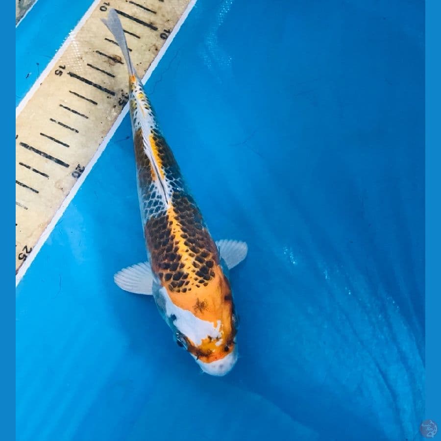 kujaku 20cm