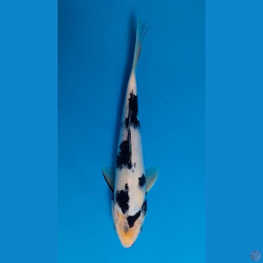 shiro 28cm