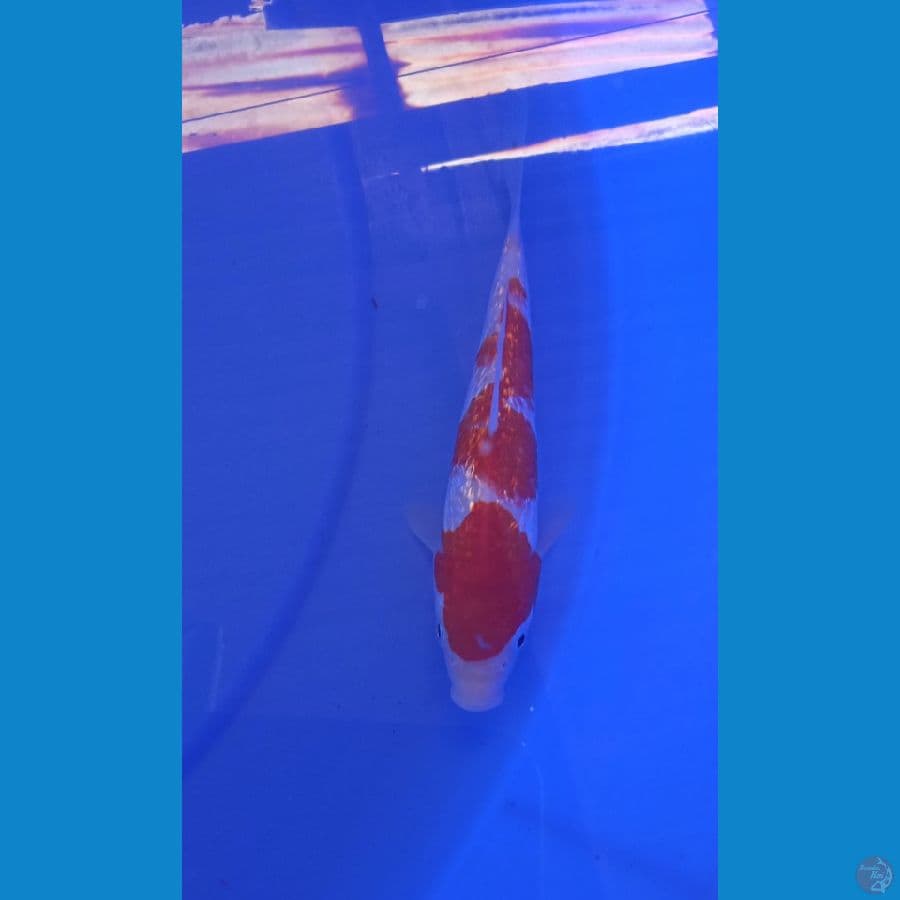 Kohaku Ginrin 15 cm