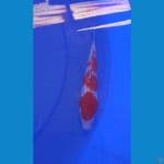 Kohaku Ginrin 15 cm
